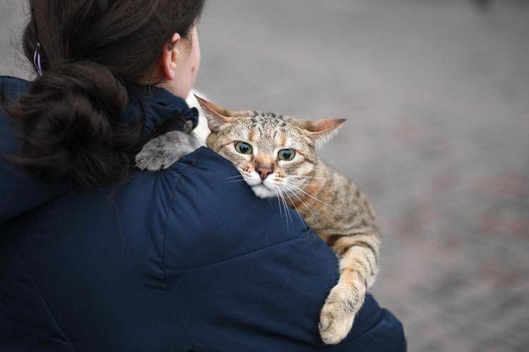 Gatto - Afp