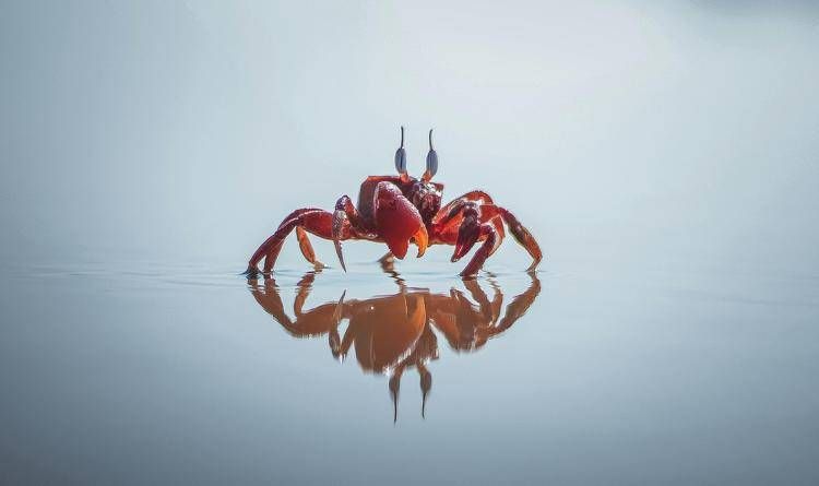 Un dolore nascosto, il segreto dei granchi